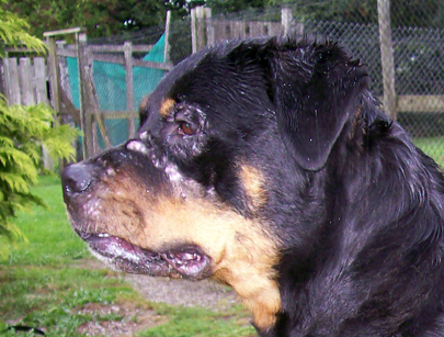 Polly's Head